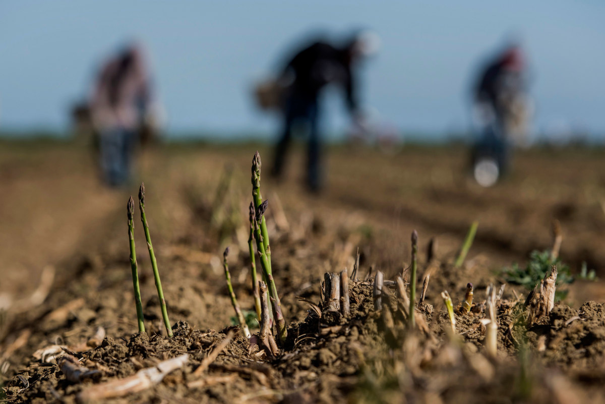 Seceta pune în pericol producţia de anul viitor. În Dobrogea nu a mai plouat de trei luni, iar fermierii nu pot semăna culturile de toamnă