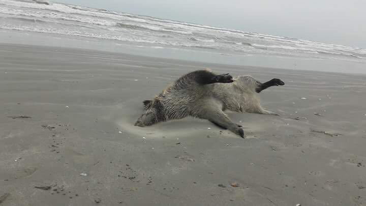 FOTO/VIDEO – Porci mistreți MORȚI pe plaja din MAMAIA