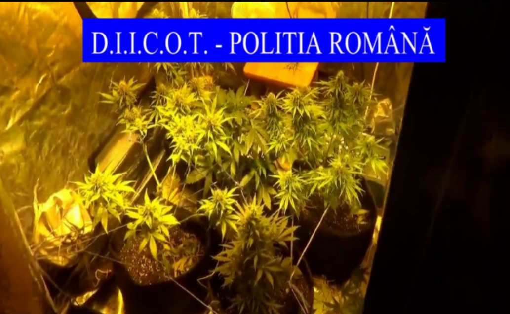 TULCEA: Doi ,,cultivatori” de droguri au fost trimiși în judecată