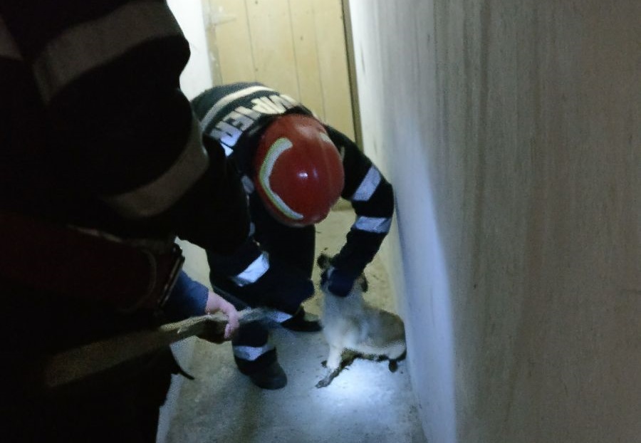 FOTO – TULCEA: Operațiune de SALVARE a unui CĂȚEL căzut într-o hazna
