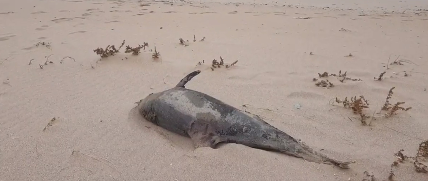 VIDEO – Delfin MORT, adus de valuri pe plaja de la Eforie