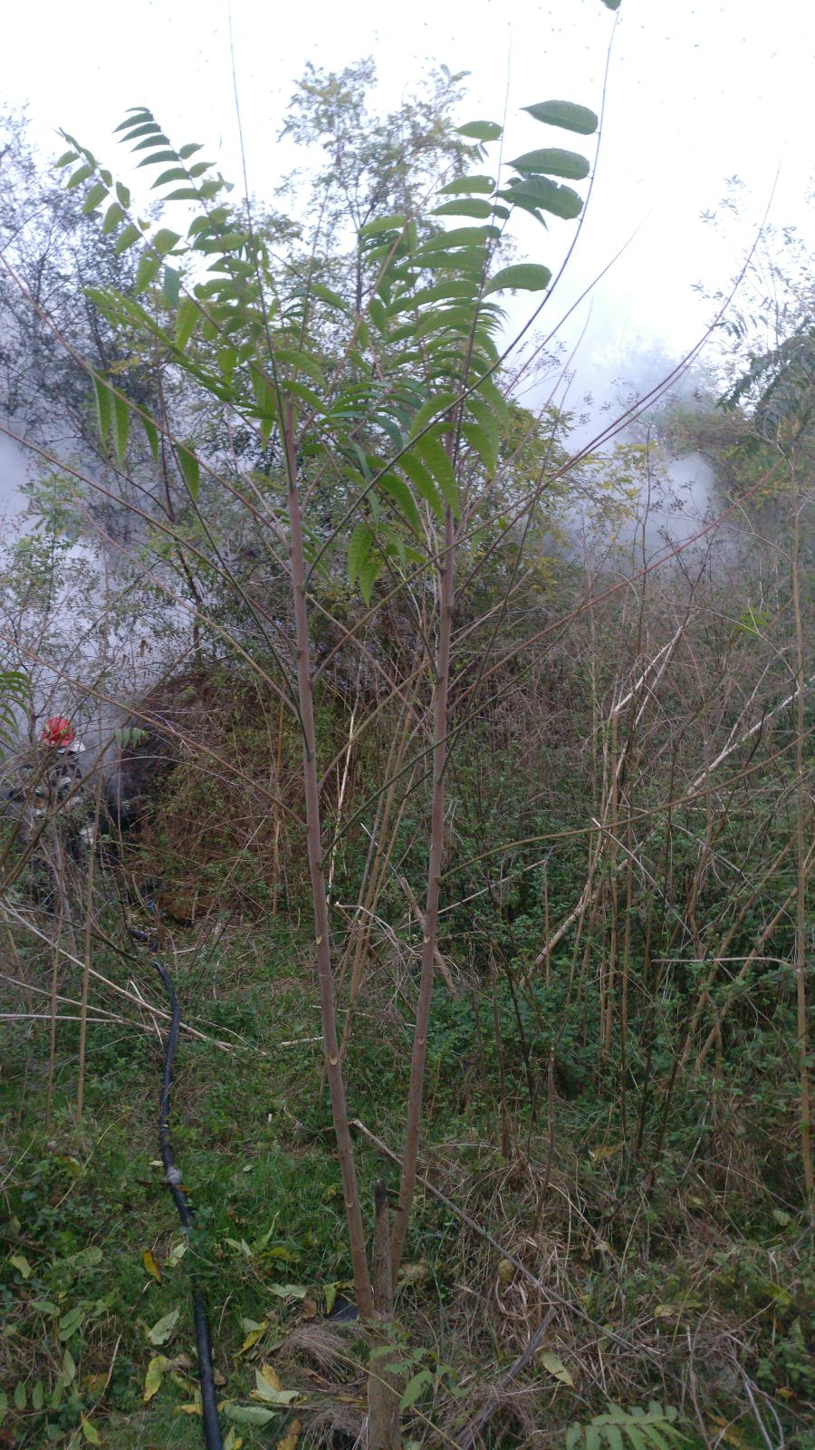 TULCEA: Incendiu de vegetație uscată și gunoi menajer