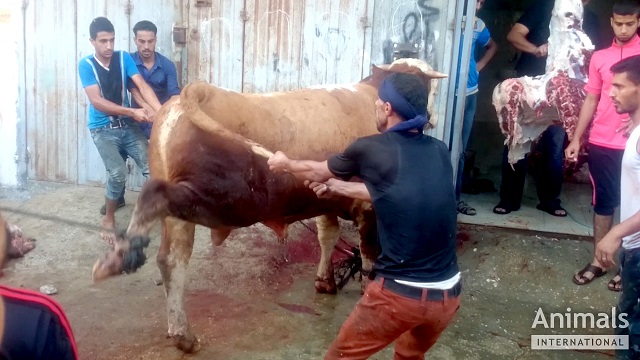 Semnal de alarmă tras de ONG-uri internaționale privind modul în care sunt sacrificate animalele exportate în Orientul Mijlociu, inclusiv din România