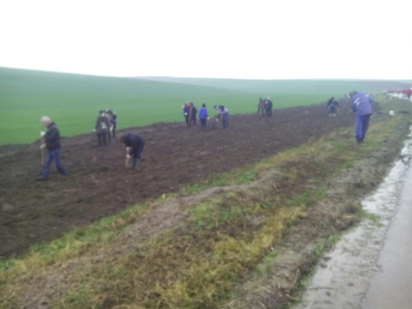 FOTO – Județul CONSTANȚA: 14 mii de puieţi forestieri, plantaţi la Peştera