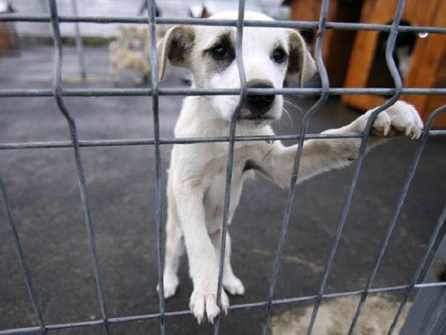 TULCEA: Primul târg de adopţii gratuite a câinilor fără stăpân