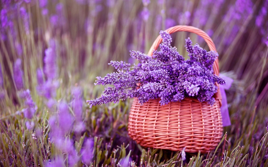 Veniturile realizate din cultivarea plantelor medicinale și aromatice, pe o suprafață de cel mult 2 hectare, scutite de impozit