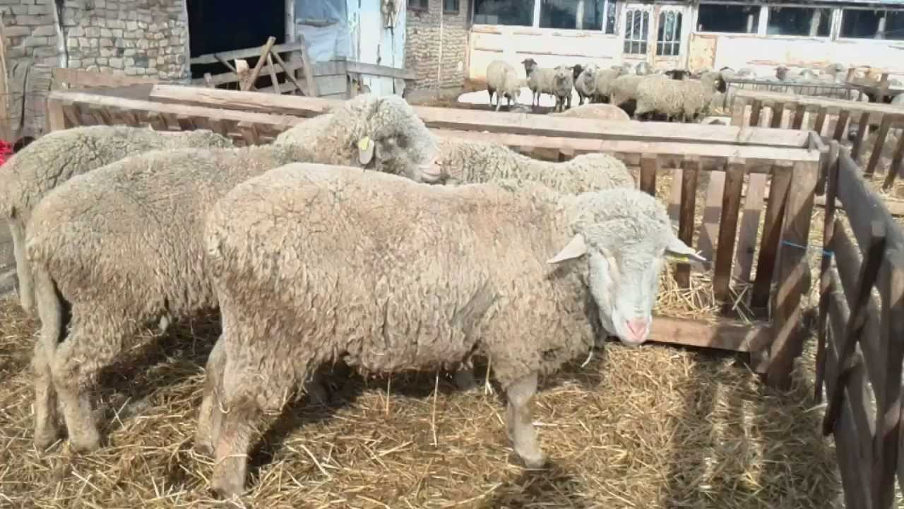Stațiunea de Cercetare Dezvoltare Ovine și Caprine Palas omologhează linia Prolific