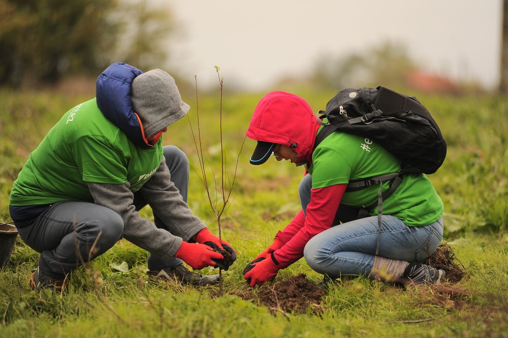 EFORIE NORD: 250 de voluntari vor planta peste 4800 de puieți de ulm, plop, stejar și salcâm