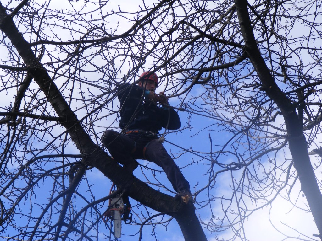 TECHIRGHIOL: Lucrări de toaletare a arborilor