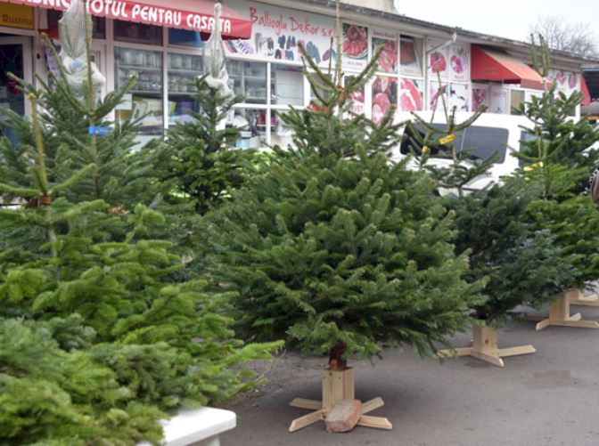 Apar brazii în trei piețe din Constanța
