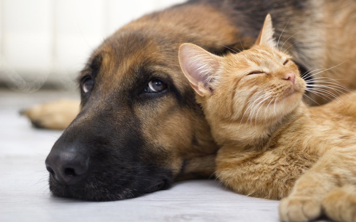 Hotărâre de Consiliu Local – doi câini și două pisici numărul de animale de companie dintr-un apartament de bloc