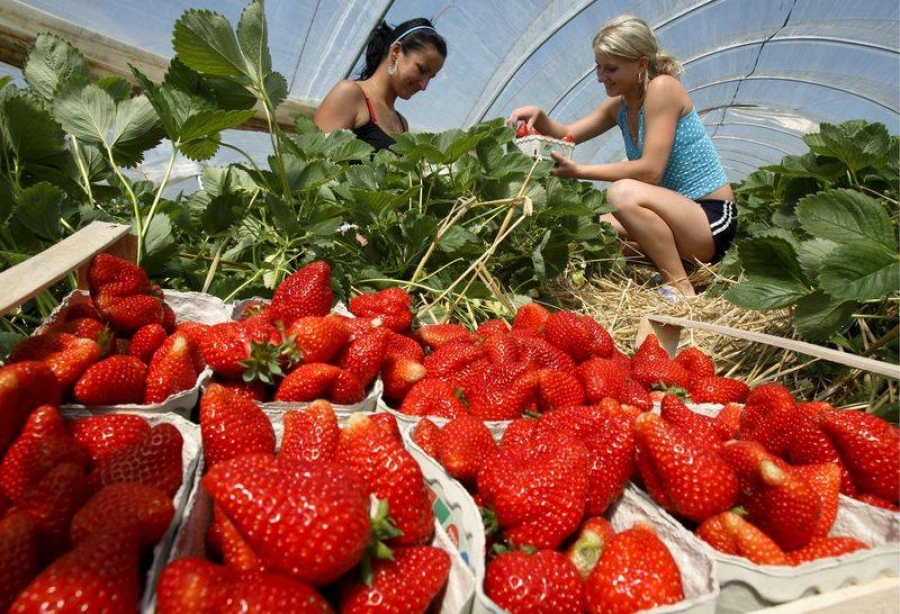 Sute de locuri de muncă vacante la cules de căpșuni, în Spania, prin rețeaua EURES