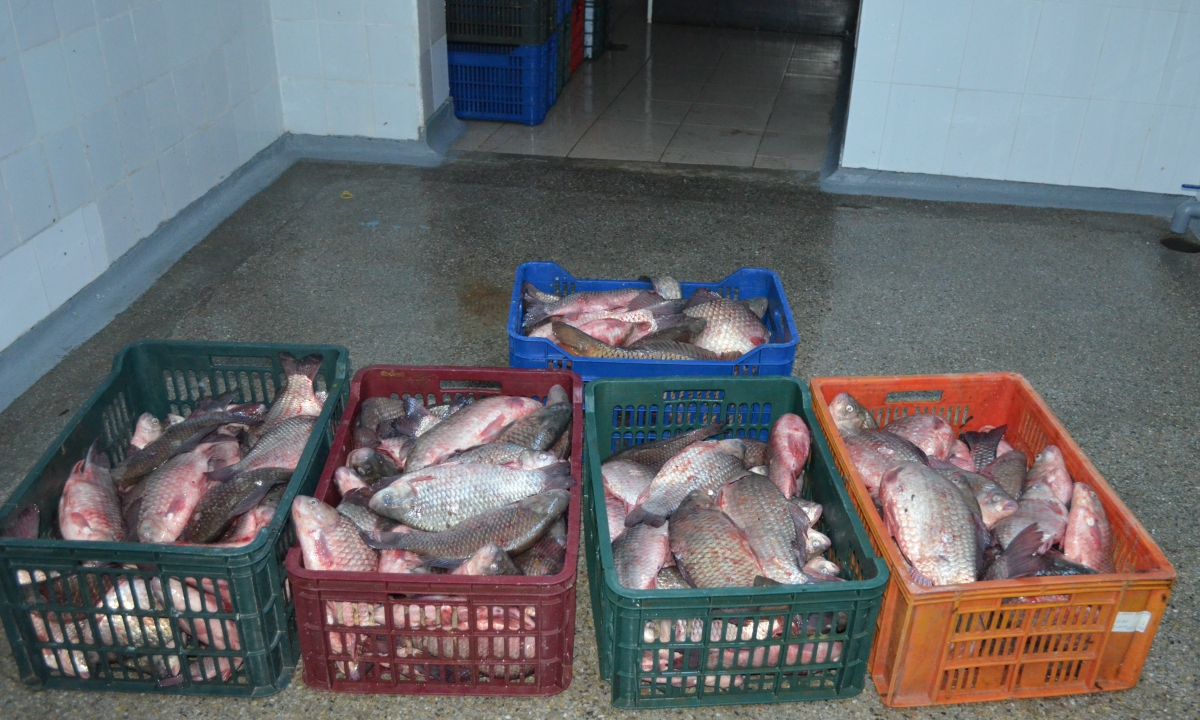 Aproximativ 140 kg peşte fără documente legale, confiscate la Tulcea