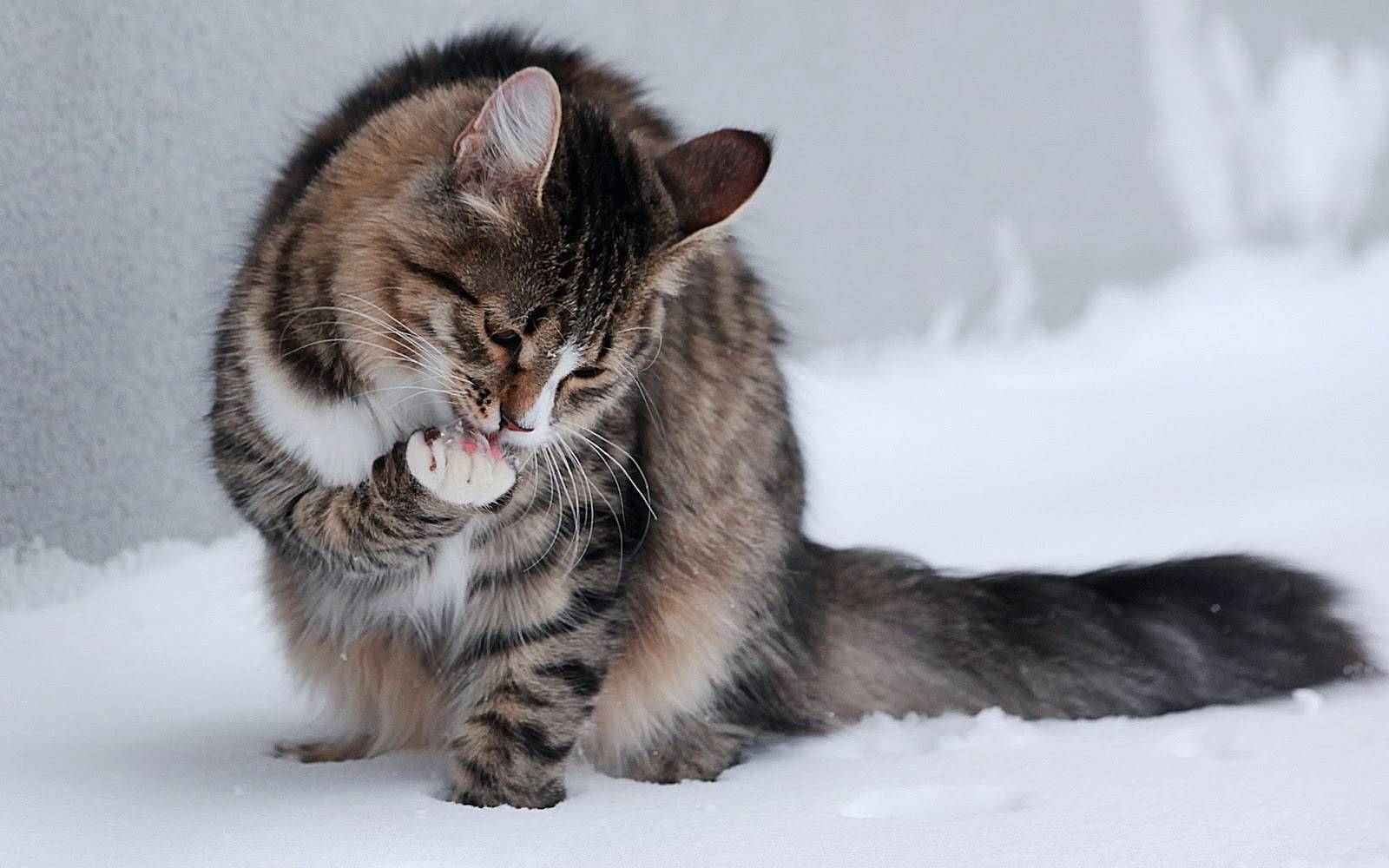 Dobrogea se pregătește de iarnă