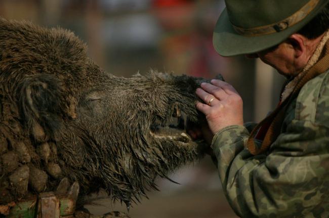Focar de pestă porcină africană la granița României! Ce măsuri iau autoritățile din Delta Dunării?