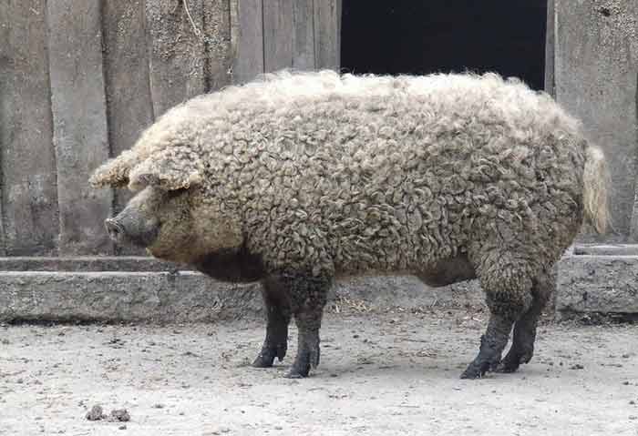 Purcei dați gratuit fermierilor care vor să crească porci Mangalița și Bazna