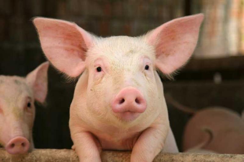 Rusia a eliminat embargoul asupra importurilor de porci şi produse din carne de porc provenite din Uniunea Europeană