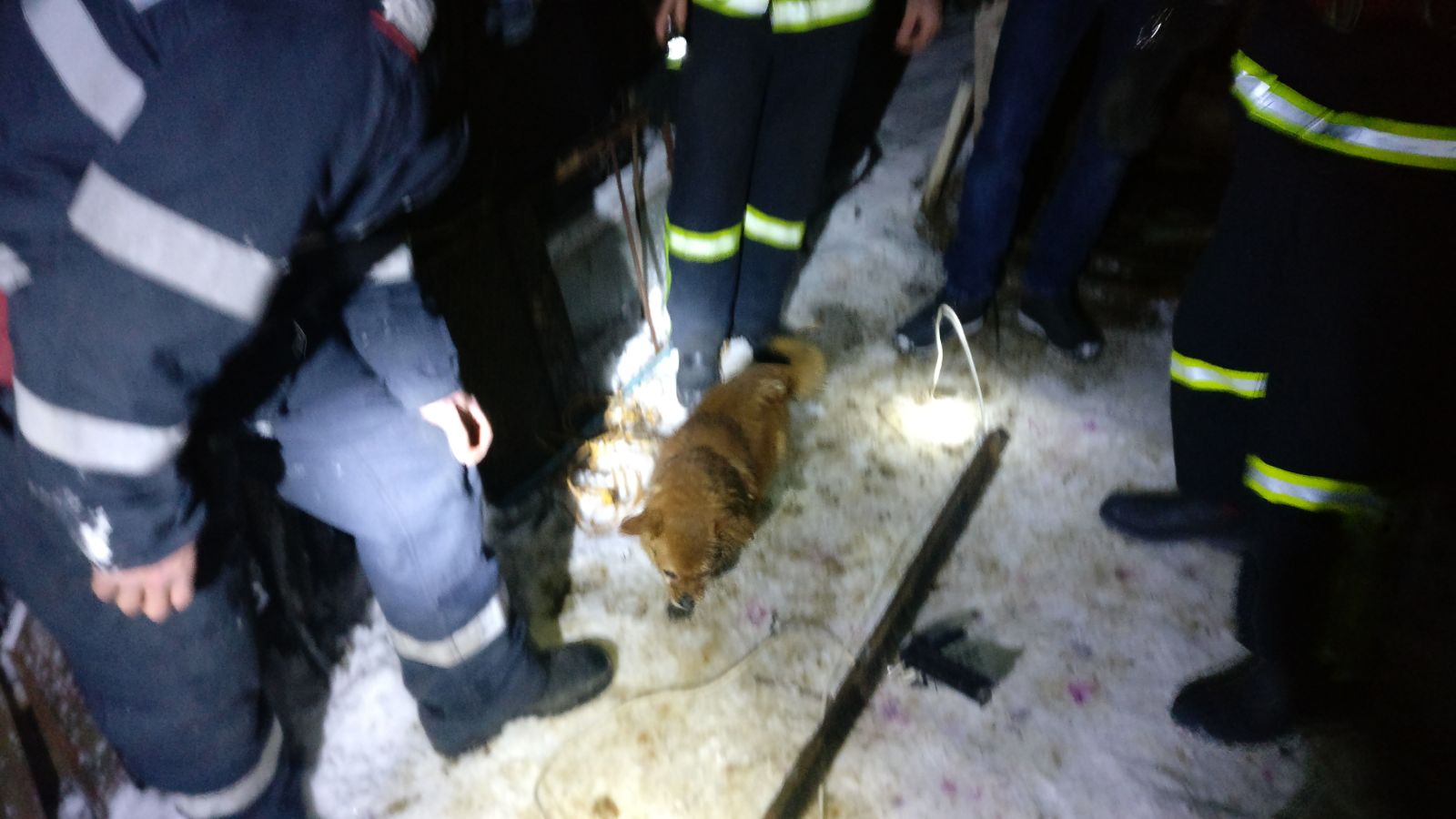 FOTO – TULCEA: Cățelul „Vasile” a avut nevoie de ajutorul pompierilor, după ce a căzut într-o hazna
