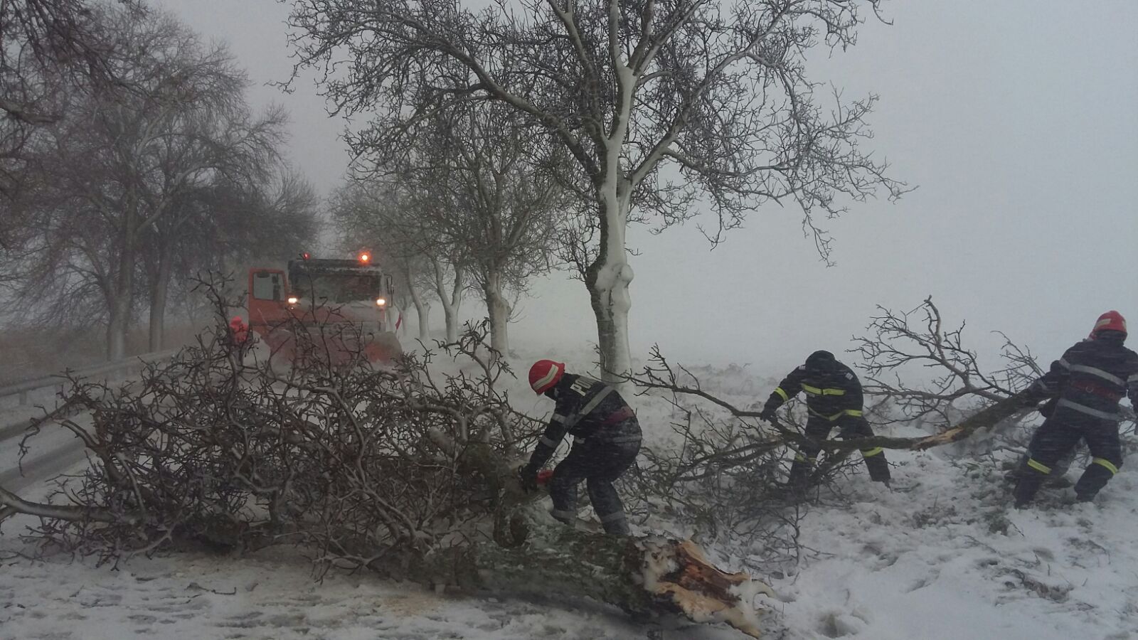Viscolul face ravagii la Tulcea: A doborât copaci și stâlpi de electricitate! Zeci de localități lăsate în beznă