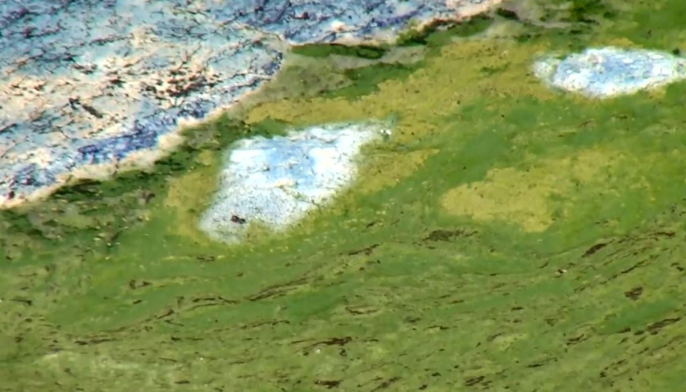 CONSTANȚA: Algele toxice din Marea Neagră NU reprezintă un pericol pentru oameni