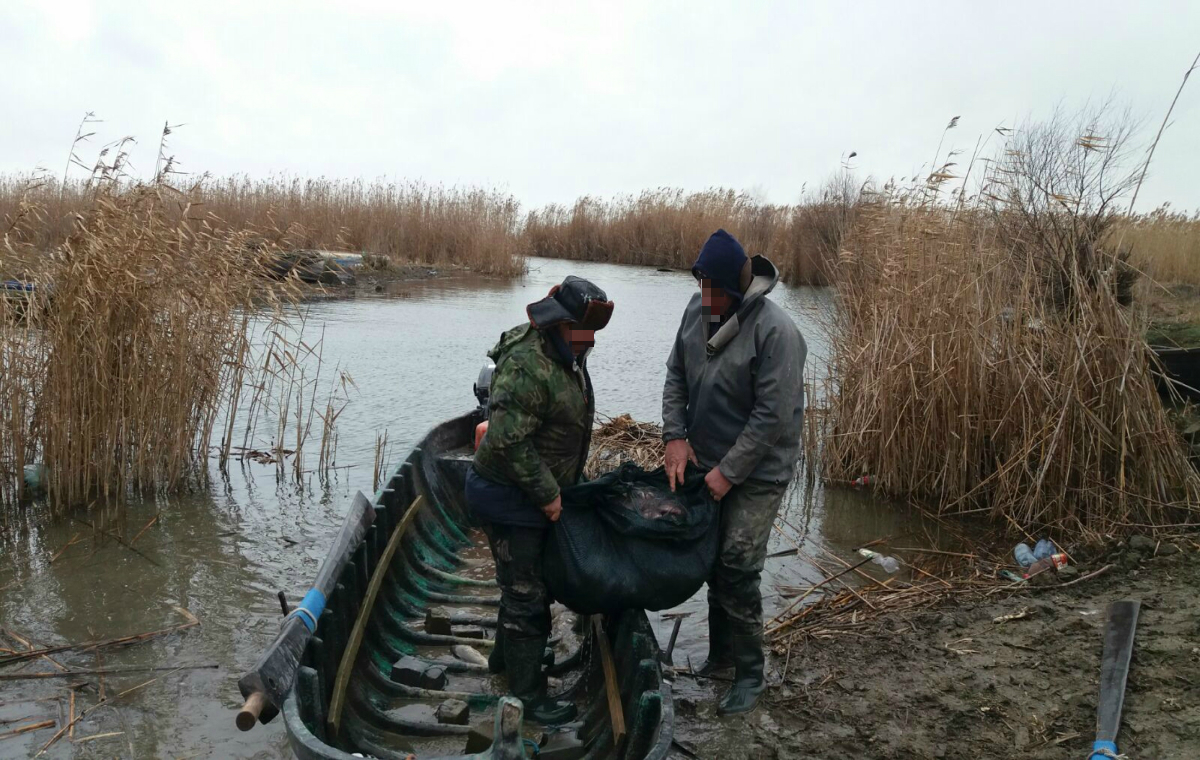 TULCEA/FOTO: 155 de kilograme de peşte fără documente legale, confiscate de poliţiştii de frontieră