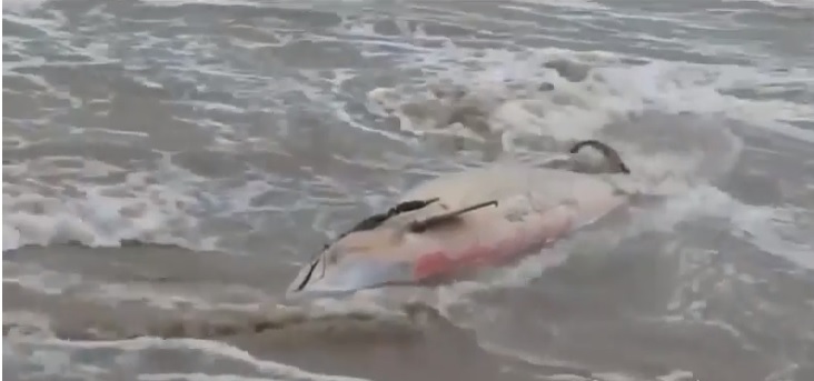EFORIE – Delfin eșuat pe plaja de la Capu’ Turcului (video)