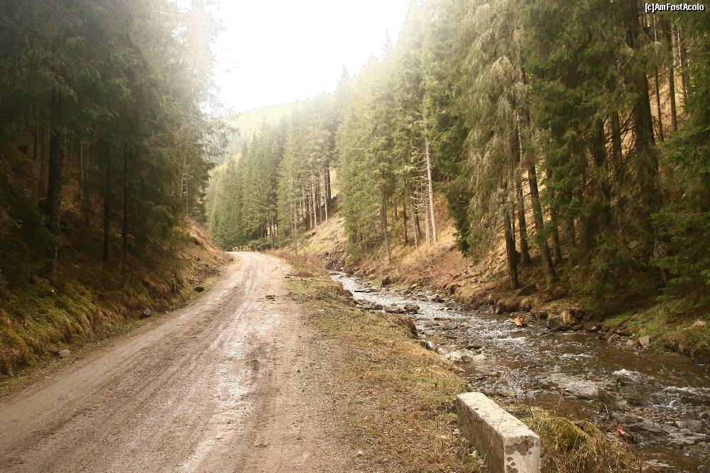 TULCEA: Direcţia Silvică va amenaja primul drum forestier din ultimii 28 de ani