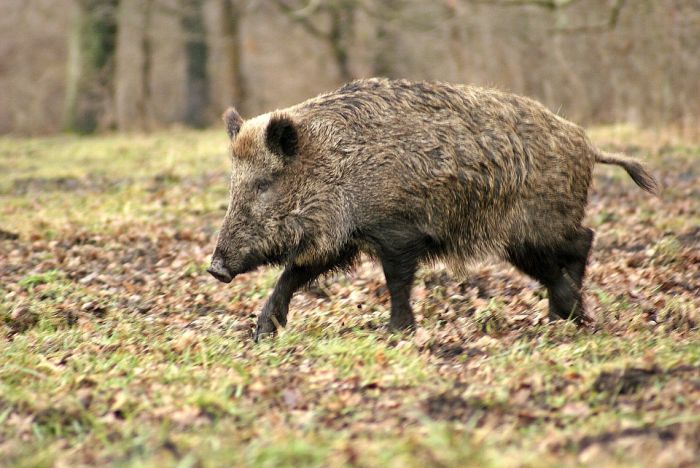 TULCEA: Direcţia Silvică va organiza săptămânal câte două acţiuni de vânătoare în Deltă