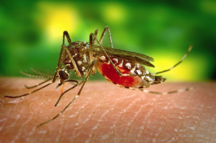 OMS transmite că vigilenţa trebuie să rămână crescută privind transmiterea virusului ZIKA