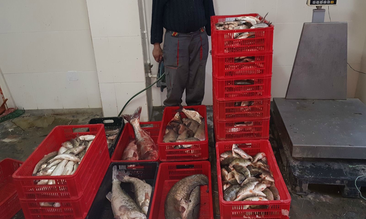 TULCEA/FOTO: O jumătate de tonă de pește și mii de metri de plase de pescuit au fost confiscate