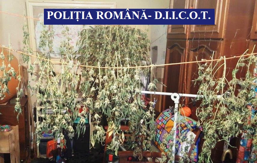 CONSTANȚA/FOTO: Plantație de cannabis descoperită în locuința unui tânăr