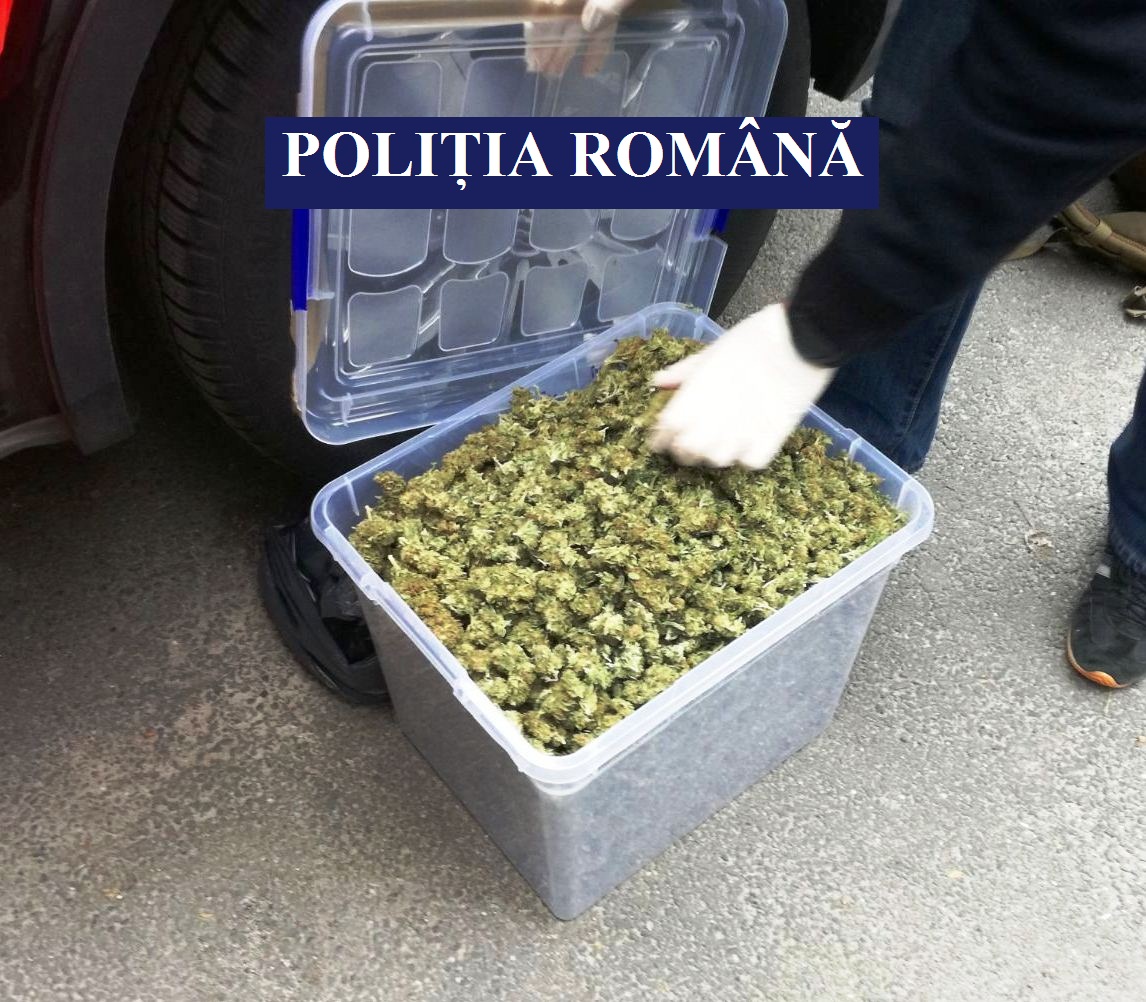 CONSTANȚA – 7,5 kilograme de cannabis, confiscate de polițiștii de la BCCO