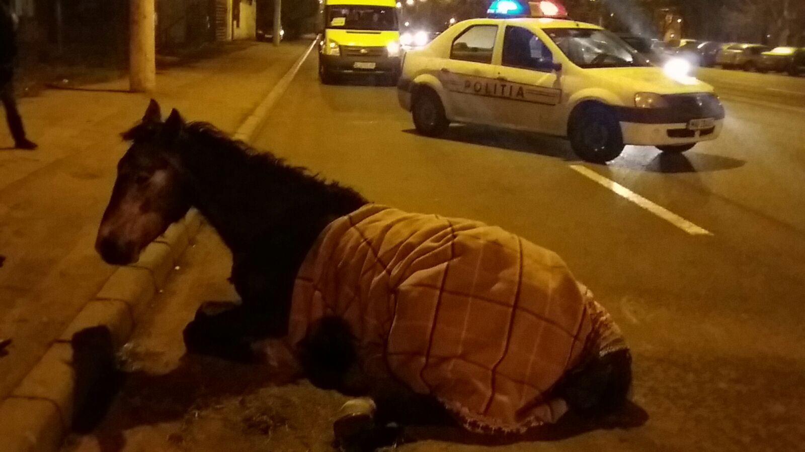 UPDATE/ FOTO: Încă un caz de agresiune împotriva animalelor în CONSTANȚA