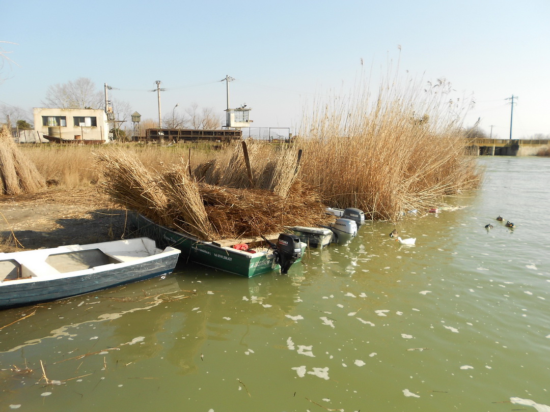 FOTO – DELTA DUNĂRII: Acțiuni de îmbunătățire a condițiilor de cuibărit pentru pelicanul creț