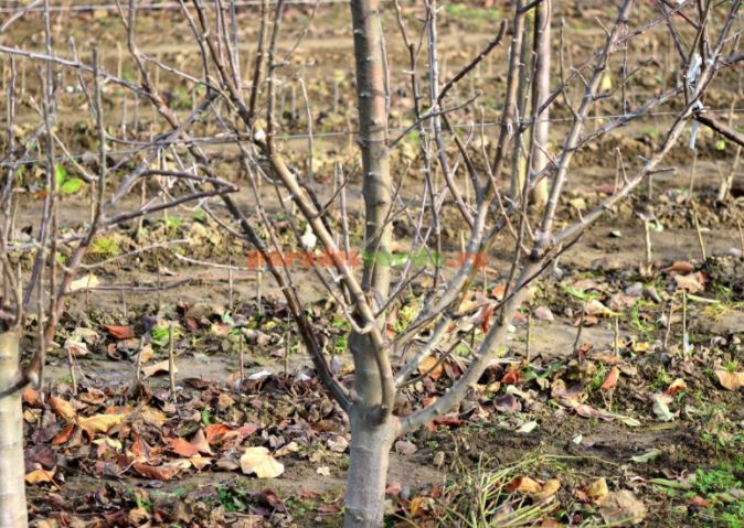 Situația pomilor fructiferi, incertă din cauza temperaturilor ridicate din această iarnă