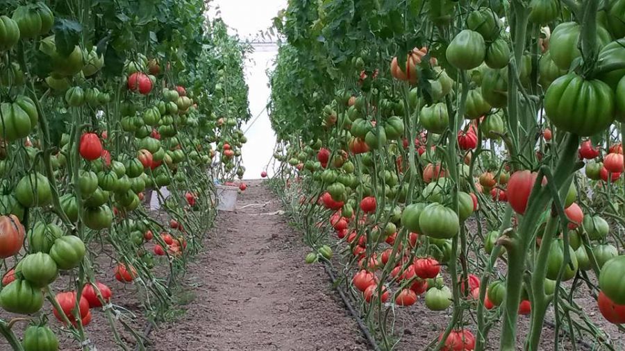 DOBROGEA: Sprijin pentru cultivatorii de tomate în spații protejate
