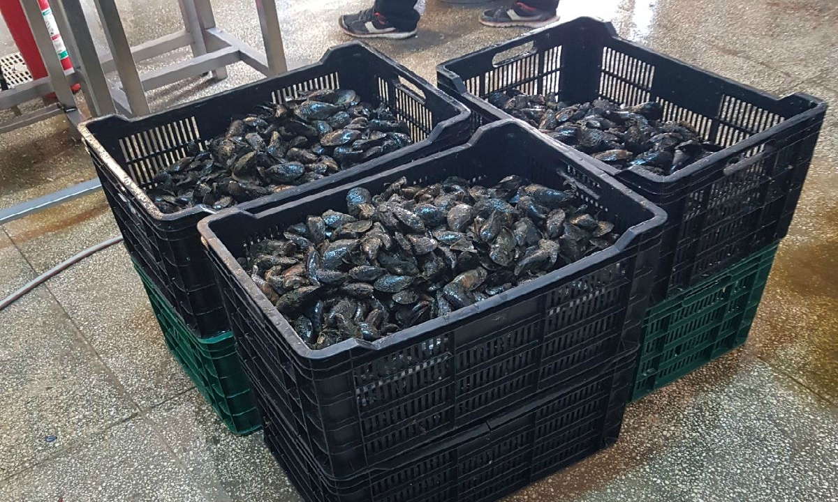 Peste 160 kg midii transportate fără documente legale,  confiscate la Constanța