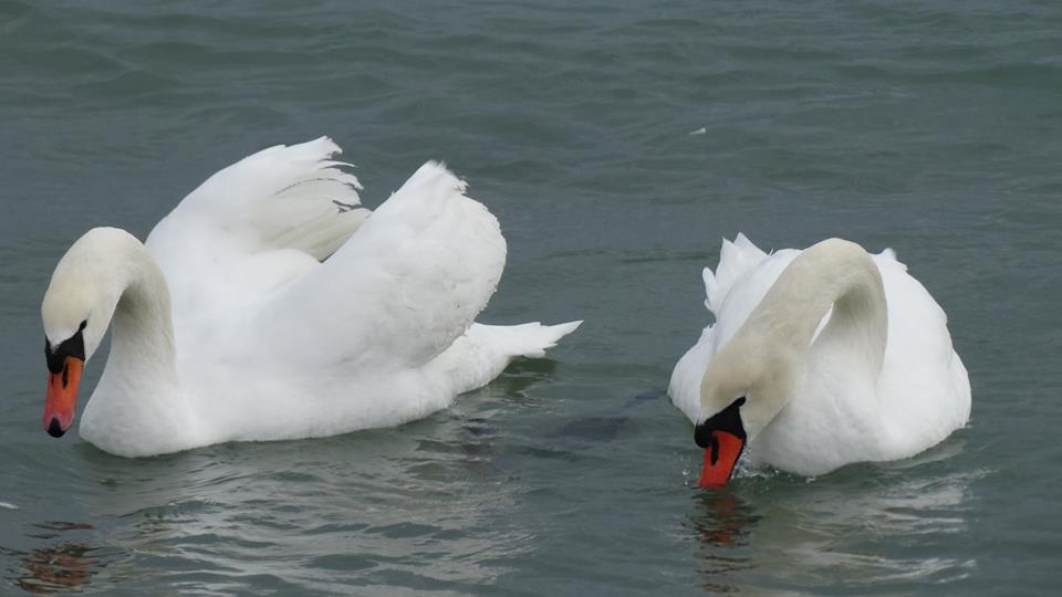 Dup-atâta frig și ger… în Dobrogea se îndreaptă vremea