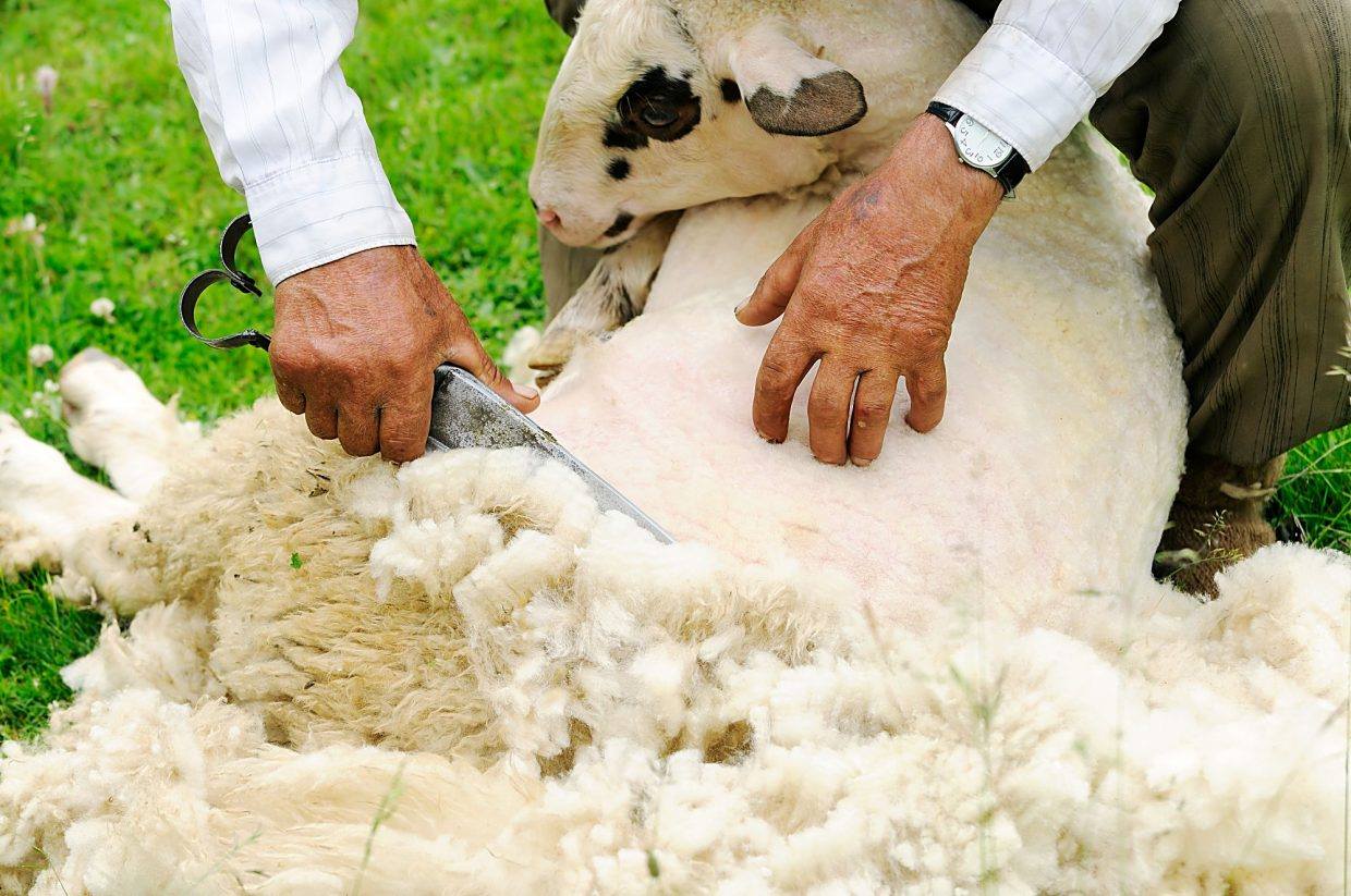 Anunț important pentru crescătorii de ovine din județul Tulcea