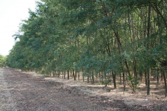 Lipsă acută de perdele forestiere în Dobrogea. Direcția Silvică a găsit soluția