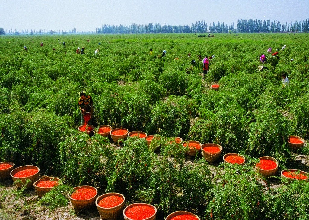 Știați că în România se găsesc cele mai vaste plantații de goji din Europa?