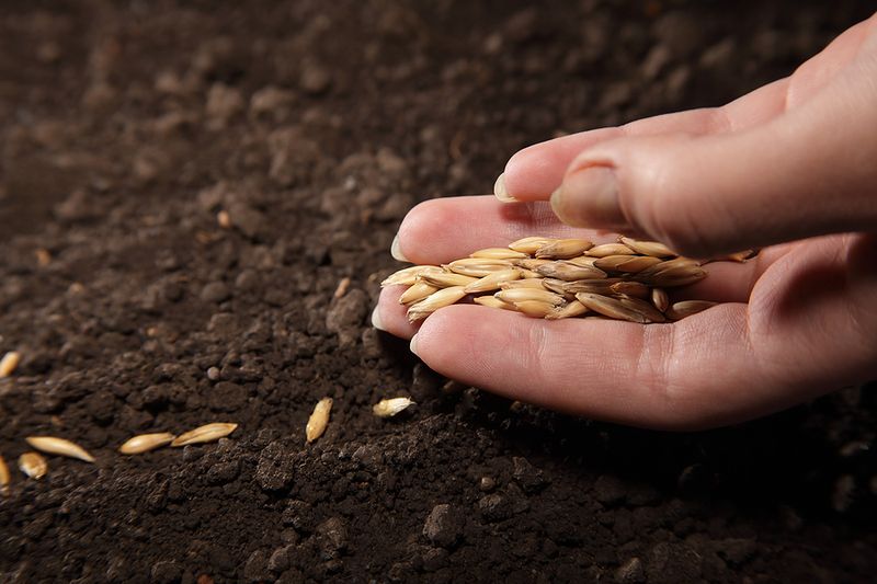 O asociație non-profit oferă GRATUIT semințe cultivatorilor din județele Constanța și Tulcea