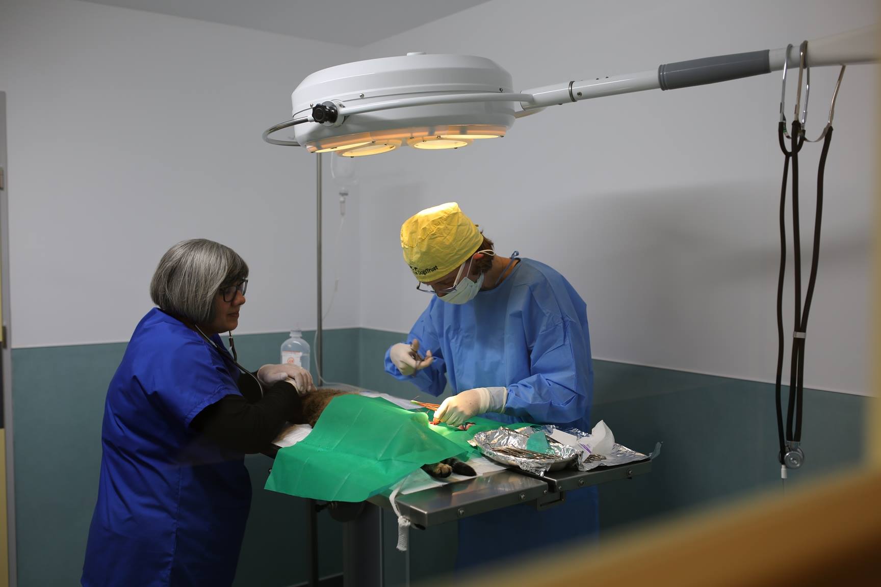 Acțiune de sterilizare GRATUITĂ a câinilor și pisicilor cu stăpân din Cernavodă și Medgidia