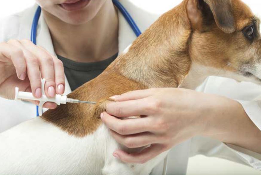 TULCEA: Au fost vaccinaţi şi microcipaţi aproape 90% din câinii cu stăpân