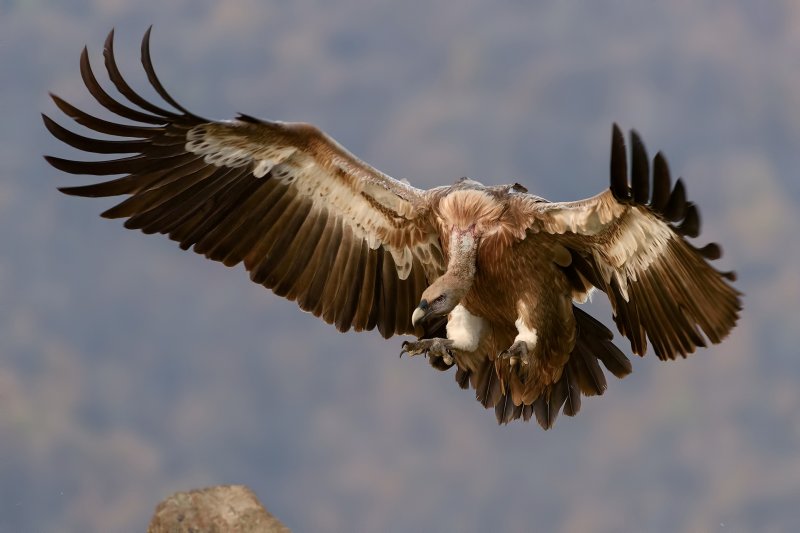 Un vultur pleșuv sur, specie dispărută în România, a fost salvat de pe un câmp din Constanța