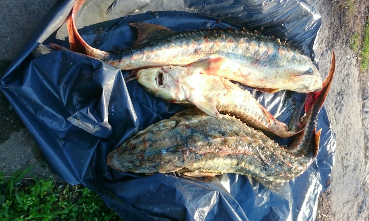 Garda de Coastă a confiscat aproape 200 de kilograme de peşte provenit din braconaj