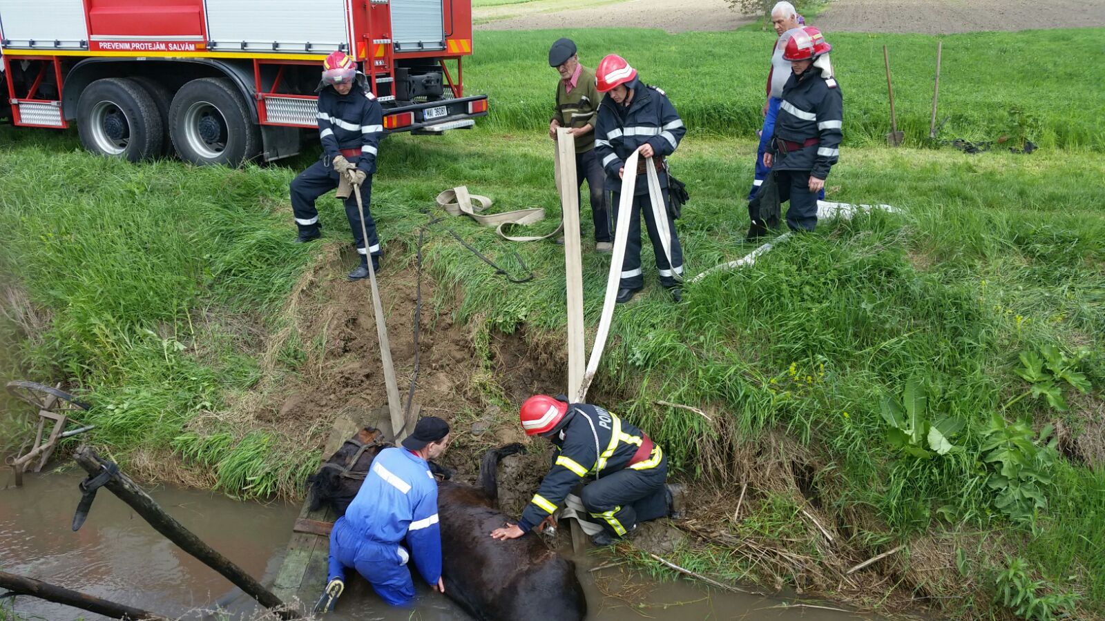 VIDEO/FOTO – Județul TULCEA: Cal salvat de pompieri dintr-un pârâu