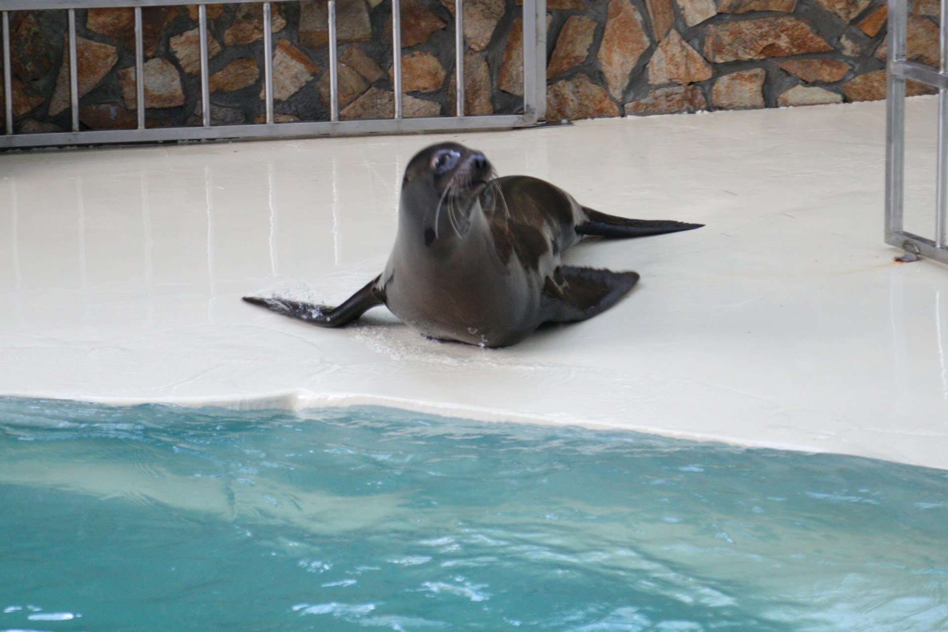 UPDATE! Trei lei de mare californieni au ajuns la Delfinariul din Constanța (video+galerie foto)