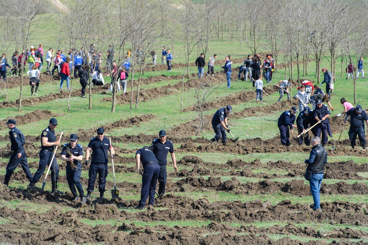 FOTO – CUMPĂNA: Au fost plantați 10.000 de puieți de salcâmi pe malul stâng al Canalului Dunăre Marea Neagră