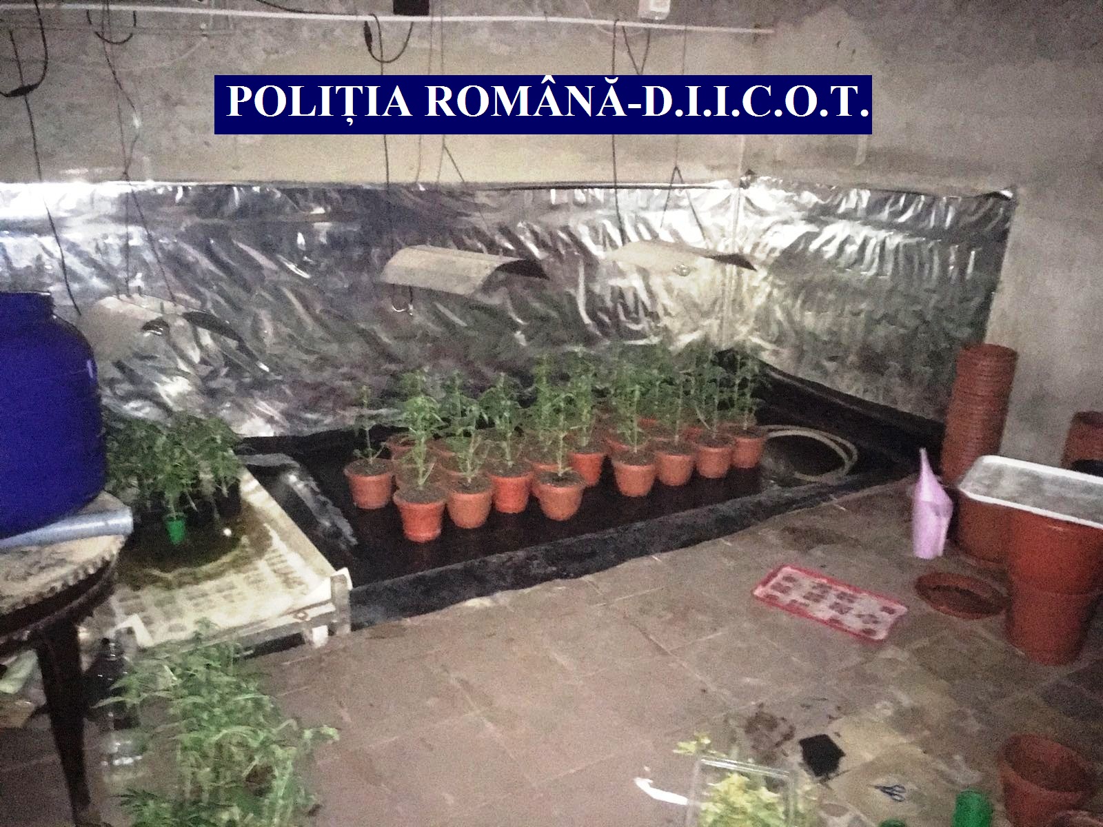 Percheziții DIICOT la Constanța! A fost destructurată o grupare de traficanți de droguri ce acționa în trei județe